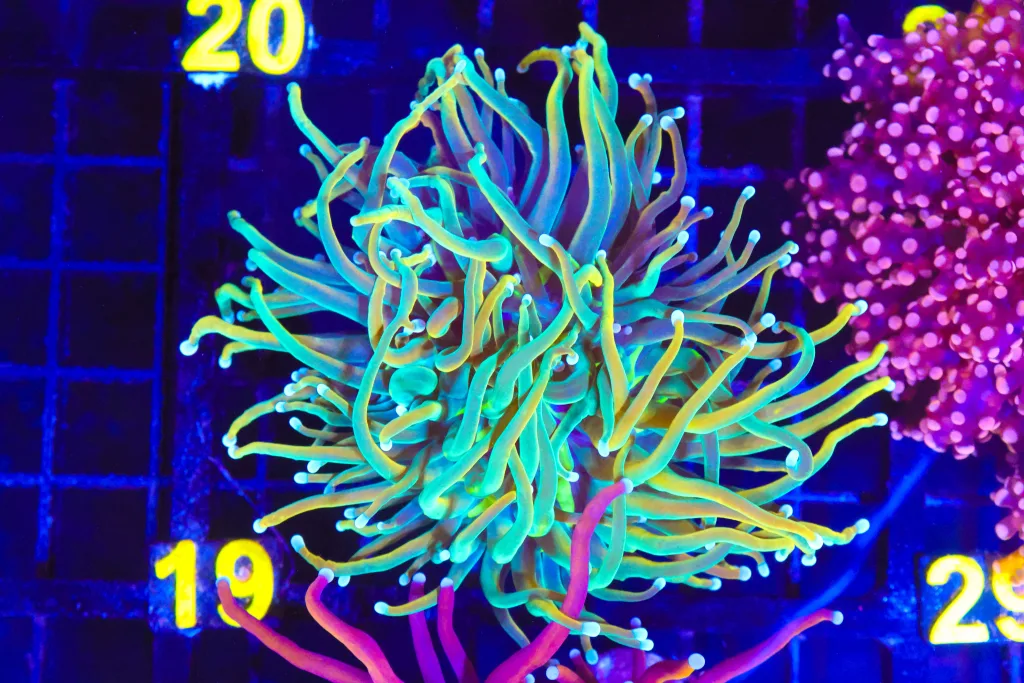 Frag Box Corals