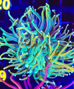 Wysiwyg Large Golden Coral Colony (C19)