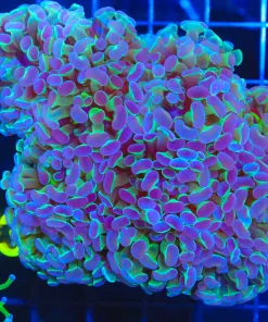 Wysiwyg  Hammer Coral Colony *Many heads* (C23)