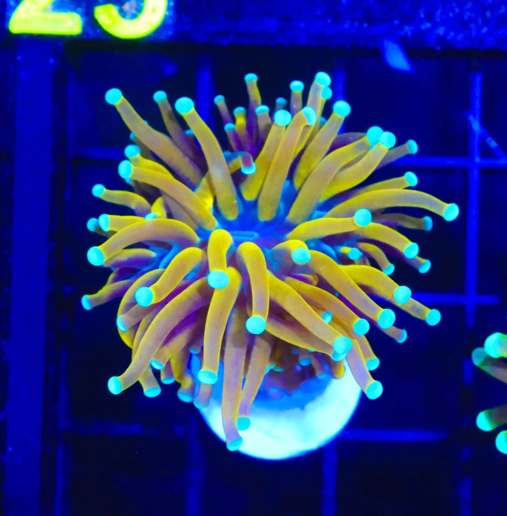 Frag Box Corals