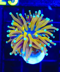 Wysiwyg Small Tiger Torch Coral Frag [F185]