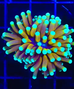 Wysiwyg Small Tiger Torch Coral Frag [F188]