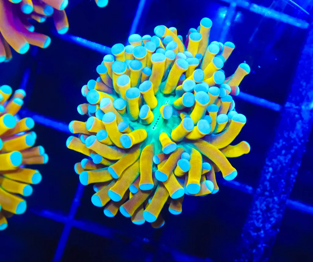 Frag Box Corals