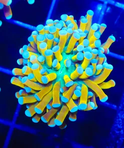 Wysiwyg Small Tiger Torch Coral Frag [F189]
