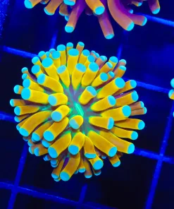 Wysiwyg Small Tiger Torch Coral Frag [F190]