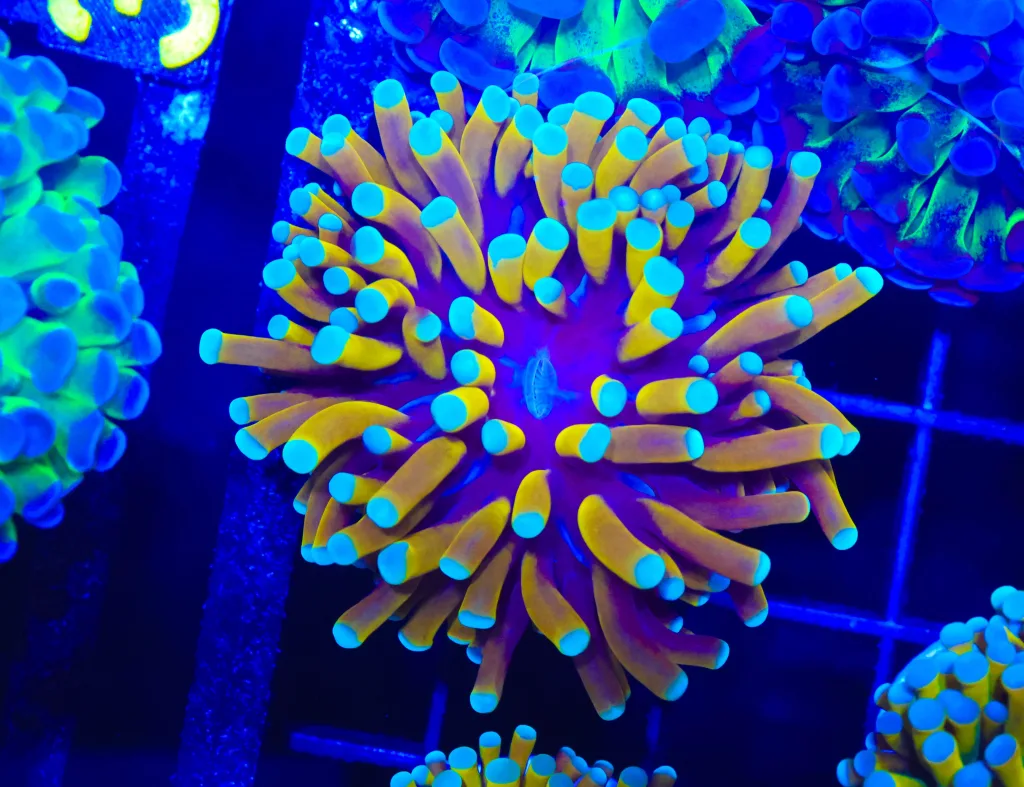 Frag Box Corals