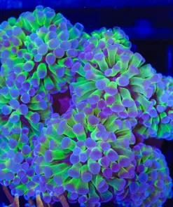 Wysiwyg Hammer Coral Colony  (C26)