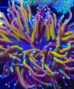 Wysiwyg Torch Coral (C27)