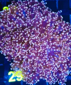 Wysiwyg Large  Orange Frogspawn Coral (C29)