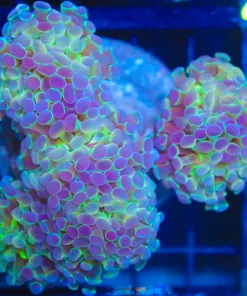 Wysiwyg Hammer Coral Colony (C31)