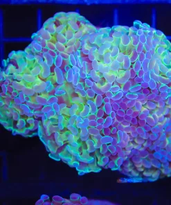 Wysiwyg Hammer Coral Colony (C32)