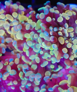 Golden Hammer Coral Frag (C33)