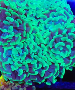 Laser Lime Hammer Coral Frag (C34)