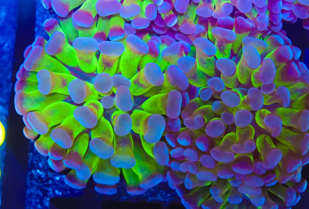 Frag Box Corals
