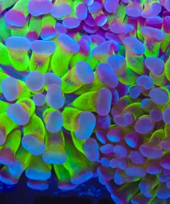 Golden Mint Hammer Coral Frag (C35)