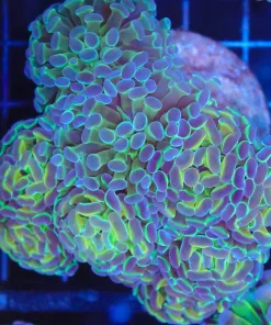 Wysiwyg Unique Hammer Coral Colony (C36)