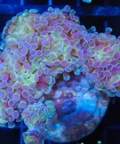 Wysiwyg  Hammer Coral Colony (C37)
