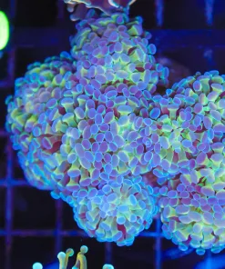 Wysiwyg Hammer Coral Colony (C39)