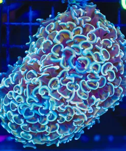 Wysiwyg Hammer Coral Colony   (C40)