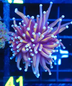 Wysiwyg Torch Coral (C41)