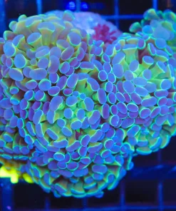 Wysiwyg Hammer Coral Colony (C43)