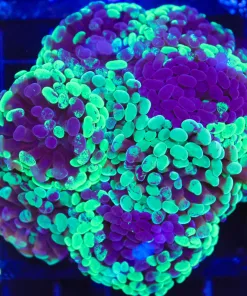 Wyswiyg Hammer Coral Colony (C44)