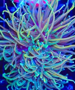 Wysiwyg XL Torch Coral Colony (C46)