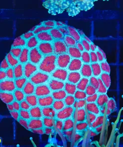 Wysiwyg Christmas Favia Coral Colony (C47)