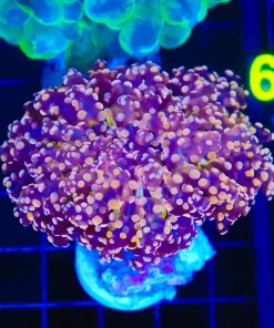 Wysiwyg Vivid Octospawn Coral (C49)