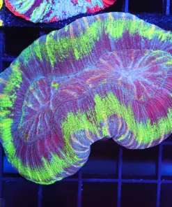 Wysiwyg Open Brain Coral Coral (C51)