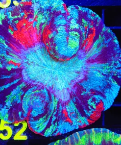 Wysiwyg Large Blue Marbled Open Brain Coral Coral (C52)