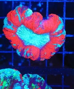 Wysiwyg Open Brain Coral Coral (C53)