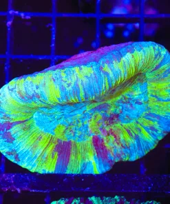 Wysiwyg Open Brain Coral Coral (C54)