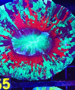 Wysiwyg Open Brain Coral Coral (C55)