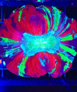 Wysiwyg Rainbow Open Brain Coral Coral (C56)