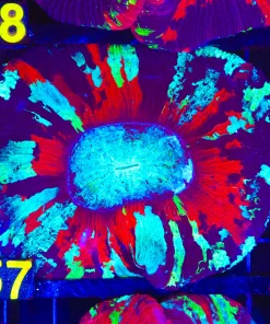 Wysiwyg XL Open Brain Coral Coral(C57)