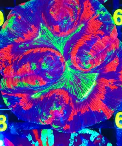 Wysiwyg XL Super Special Open Brain Coral Coral (C58) *March's Top Pick*