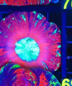 Wysiwyg Open Brain Coral Coral (C59)