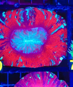 Wysiwyg Open Brain Coral Coral  (C60)