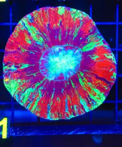Wysiwyg Open Brain Coral Coral (C61)