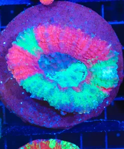 Wysiwyg Brain Coral (C62)