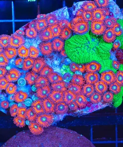 Wysiwyg Large Zoanthid Colony With Bonus Hitchiker Hulk Green Mushrooms (C63)