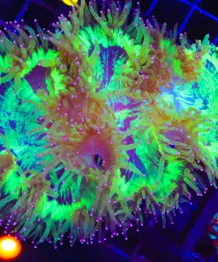 Wysiwyg Electric Elegance Coral (C70)