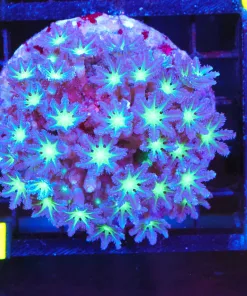 Wysiwyg Neon Lights Clove Polyp Colony (C71)