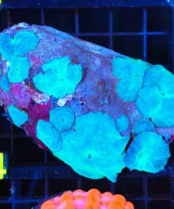 Wysiwyg Blue Mushroom Coral  Rock Colony (C74)