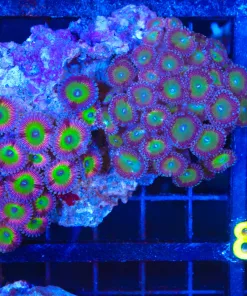 Wysiwyg Zoanthid Colony Combo (C75)
