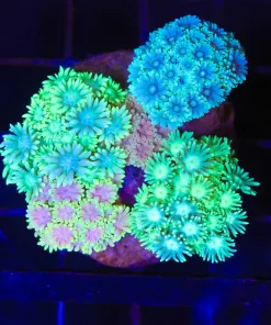 Wysiwyg 5x Combo Flowerpot Coral Combo (C77)