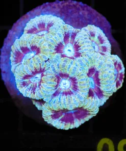 Wysiwyg Unique Acan Coral Colony (C79)