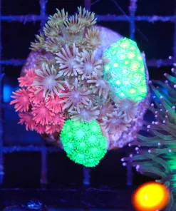 Wysiwyg 5x Combo Flowerpot Coral Combo  (C80)