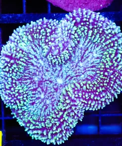 Wysiwyg Brain Coral (C81)